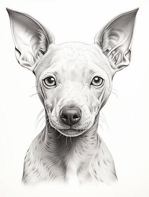 Landmarks Mixed Media - American Hairless Terrier Pencil Drawing by Stephen Smith Galleries