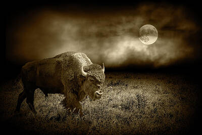Landmarks Royalty-Free and Rights-Managed Images - American Plains Bison in the Moonlight by Randall Nyhof