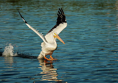 Lori A Cash Royalty-Free and Rights-Managed Images - American White Pelican Landing by Lori A Cash