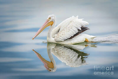 The Rolling Stones - American white pelican  swimming in  by Richard Smith