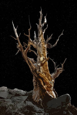 Lets Be Frank - Ancient Bristlecone by RT Bozarth