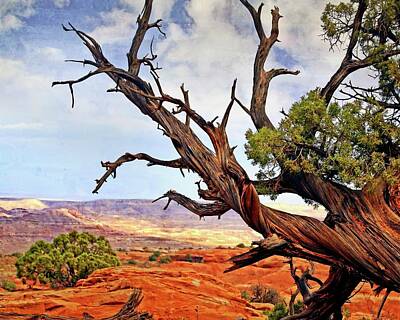 Amy Weiss Royalty Free Images - Ancient Canyonlands Tree 3 Royalty-Free Image by Marty Koch