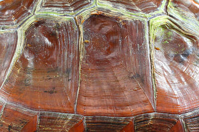Reptiles Photo Royalty Free Images - Asian Spiny Hill Turtle as Art Royalty-Free Image by Michael Redmer