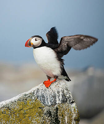 Lori A Cash Royalty-Free and Rights-Managed Images - Atlantic Puffin Flapping Wings by Lori A Cash