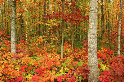 Design Turnpike Books Royalty Free Images - Autumn Leaves  Royalty-Free Image by Patrick Campbell