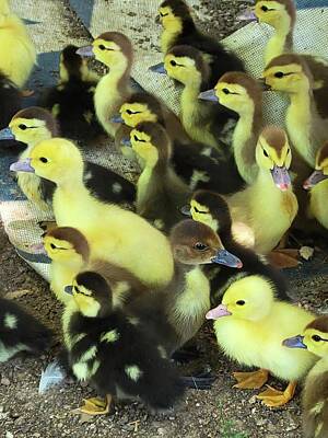 Andy Fisher Test Collection - Baby Ducks  by Ally White