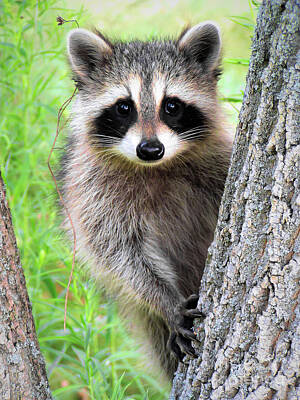Reptiles - Baby Racoon by H F