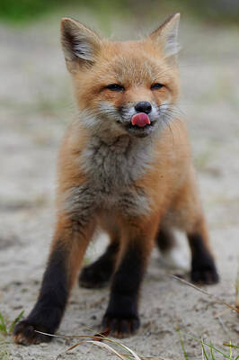Curtis Patterson Photos - Baby red fox by Curtis Patterson
