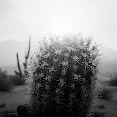 Food And Beverage Digital Art - Barrel Cactus in Morning Fog by Yo Pedro