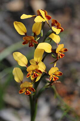 Famous Groups And Duos - Beautiful Diuris by Michaela Perryman
