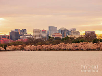 Pineapple - Beautiful sunset skyline of downtown with cherry blossom by Chon Kit Leong