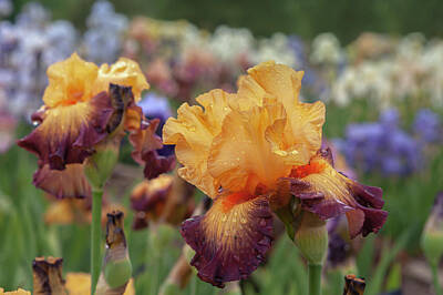 Jazz Royalty-Free and Rights-Managed Images - Beauty Of Irises - Jazz Band 1 by Jenny Rainbow