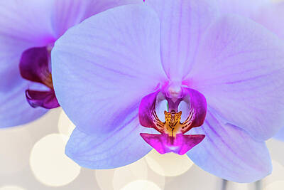 Luck Of The Irish - Beauty. Phalaenopsis orchid by Nicola Simeoni
