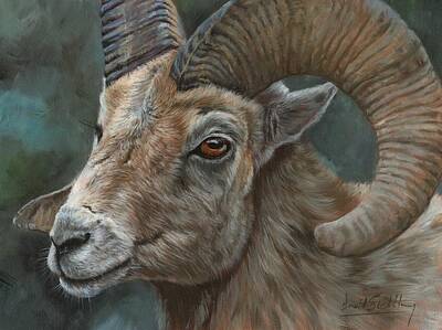 Bumble Bees - Bighorn Sheep by David Stribbling