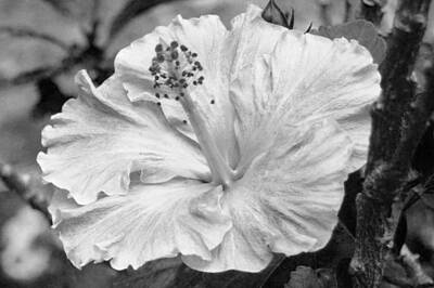 Kitchen Signs Rights Managed Images - Black and White Hibiscus 2 Royalty-Free Image by Amy Fose