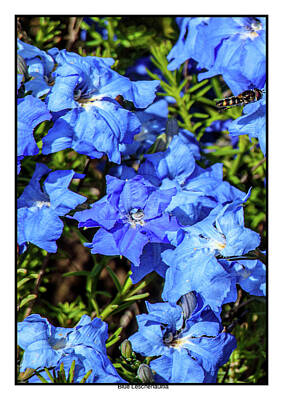 Everett Collection - Blue Leschenaultia by Deane Palmer