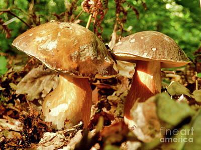 Mother And Child Paintings - Boletus Edulis by Stephen Farhall