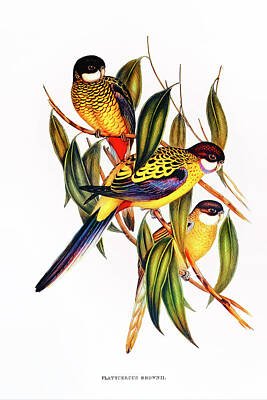 Birds Drawings - Browns Parakeet by Elizabeth Gould