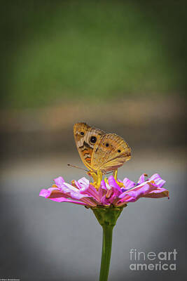 Curated Travel Chargers - Buckeye Butterfly by Mitch Shindelbower