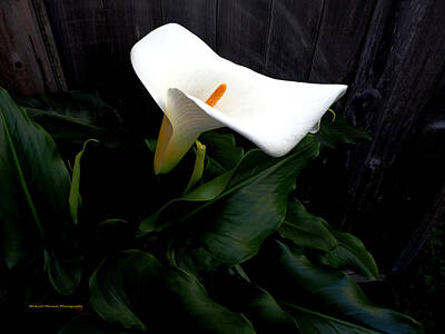 Mans Best Friend Rights Managed Images - Calla Lily Curl  Royalty-Free Image by Richard Thomas