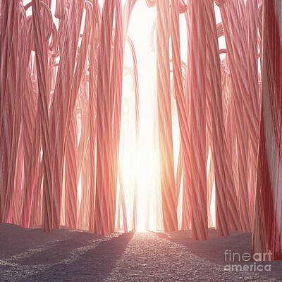 Royalty-Free and Rights-Managed Images - Candy Cane Forest by Allan Swart
