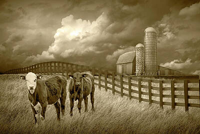 Randall Nyhof Royalty-Free and Rights-Managed Images - Cattle by a Black Fence in Rural Landscape with Barn and Silos   by Randall Nyhof