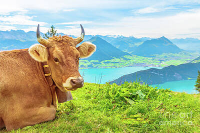 Animal Watercolors Juan Bosco - Cow Portrait with horns in Mount Rigi by Benny Marty
