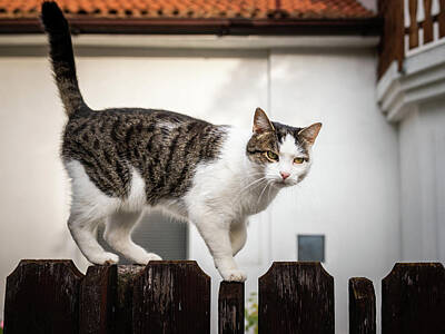Granger - Cute little cat on a garden fence by Stefan Rotter
