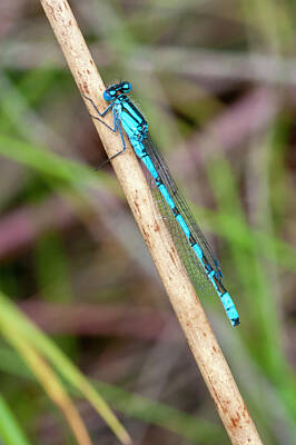Seascapes Larry Marshall - Damselfly by Smart Aviation