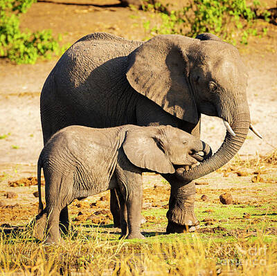Animals Photos - Elephant Parent With Calf by THP Creative
