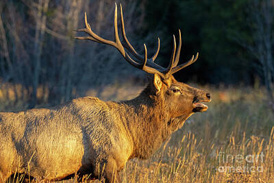 Steven Krull Royalty-Free and Rights-Managed Images - Elk in Rocky Mountain National Park by Steven Krull