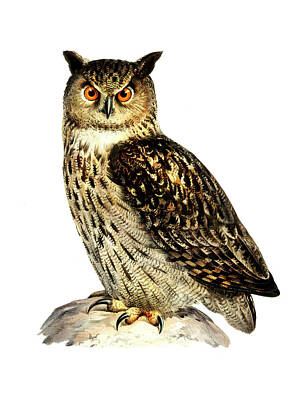 Birds Drawings - Eurasian eagle-owl  by Von Wright brothers