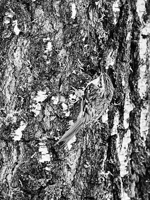 Jouko Lehto Rights Managed Images - Eurasian treecreeper on the bark bw Royalty-Free Image by Jouko Lehto