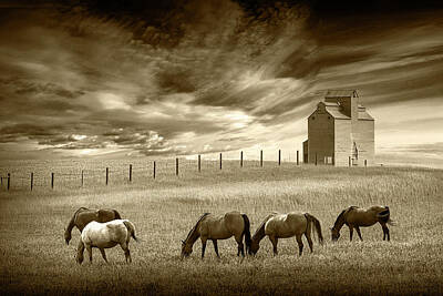 Animals Photo Rights Managed Images - Evening on the Prairie with Grain Elevator and Grazing Horses in Royalty-Free Image by Randall Nyhof
