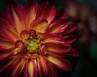Lilies Rights Managed Images - Fire Dahlia High End Photo Art Royalty-Free Image by Lily Malor
