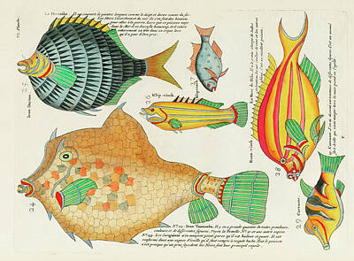 Animals Digital Art - fishes found in Moluccas  and the East Indies by L by Celestial Images