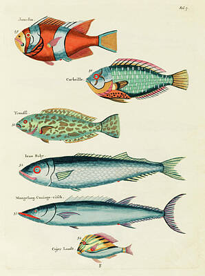 The Bunsen Burner -  fishes found in Moluccas  the East Indies by L by Celestial Images