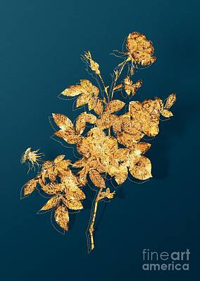 Roses Mixed Media - Gold Alpine Rose Botanical Illustration on Teal by Holy Rock Design