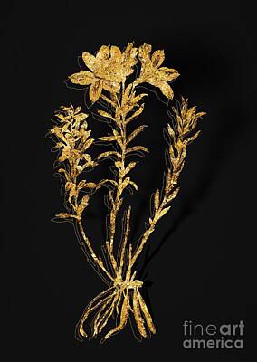 Lilies Mixed Media - Gold Lily of the Incas Botanical Illustration on Black by Holy Rock Design