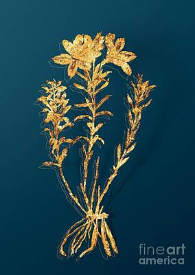 Lilies Mixed Media - Gold Lily of the Incas Botanical Illustration on Teal by Holy Rock Design
