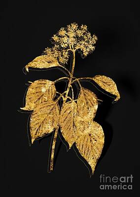 Kitchen Spices And Herbs - Gold Pagoda Dogwood Botanical Illustration on Black by Holy Rock Design
