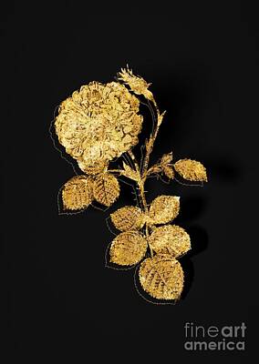 Nighttime Street Photography Rights Managed Images - Gold White Rose of York Botanical Illustration on Black Royalty-Free Image by Holy Rock Design