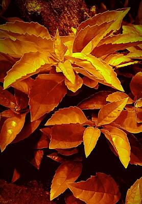 Target Threshold Photography - Golden Leaves by Loraine Yaffe