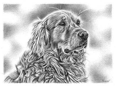 Recently Sold - Portraits Drawings - Golden Retriever by Casey 
