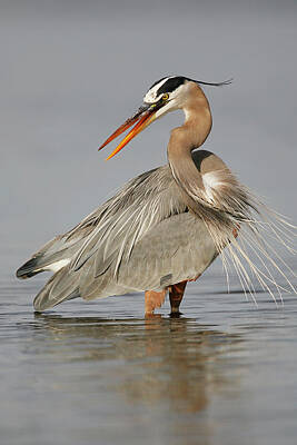 Lori A Cash Royalty-Free and Rights-Managed Images - Great Blue Heron Twisting by Lori A Cash