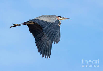 Steven Krull Royalty-Free and Rights-Managed Images - Great Blue Heron Wings Down by Steven Krull