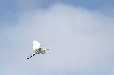 Delicate Orchids Rights Managed Images - Great Egret In Flight Royalty-Free Image by Ed Peterson