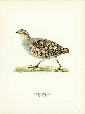 New York Magazine Covers - Grey partridge PERDIX PERDIX illustrated by the von Wright brothers by Shop Ability