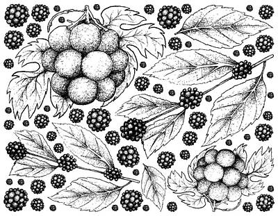 Landmarks Drawings - Hand Drawn Background of American Beautyberry and Pione Grapes by Iam Nee