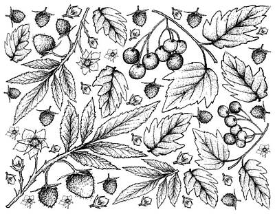 Landmarks Drawings - Hand Drawn Background of Atherton Raspberries and American Cranberries by Iam Nee